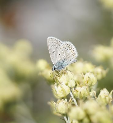Vlaggewikkeblauwtje / Eros Blue