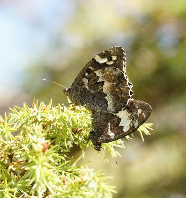 Witbandzandoog / Great Banded Grayling