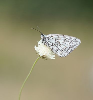 Zuidelijk Dambordje / Esper's Marbled White