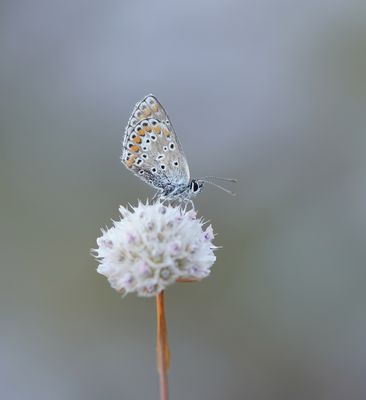 Vals Bruin Blauwtje / Northern Brown Argus