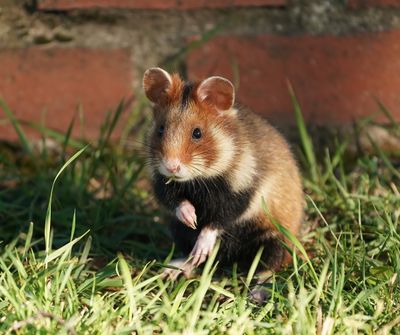 Europese Hamster / European Hamster