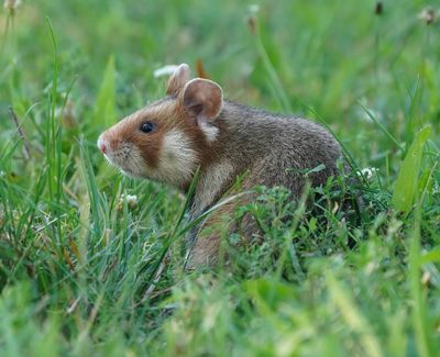 Europese Hamster / European Hamster