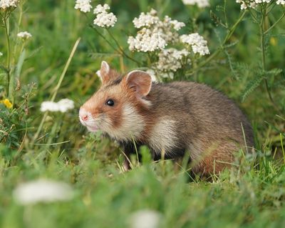 Europese Hamster / European Hamster
