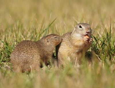 Siesel / European Ground Squirrel
