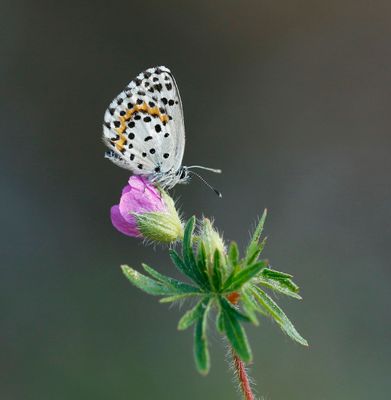Vetkruidblauwtje / Chequered Blue