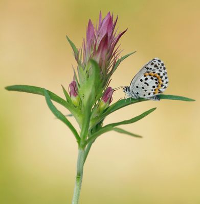 Vetkruidblauwtje / Chequered Blue