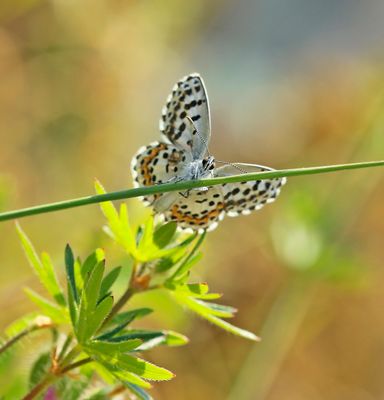 Vetkruidblauwtje / Chequered Blue
