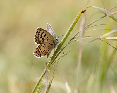 Vetkruidblauwtje / Chequered Blue