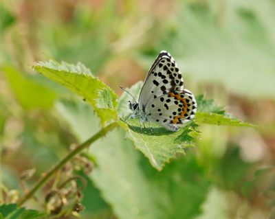 Vetkruidblauwtje / Chequered Blue