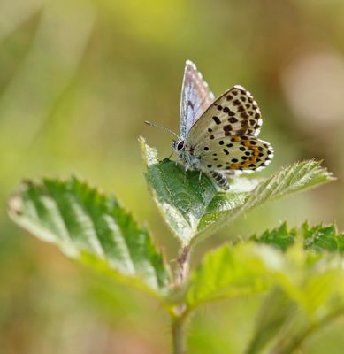 Vetkruidblauwtje / Chequered Blue