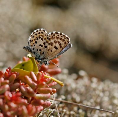 Vetkruidblauwtje / Chequered Blue