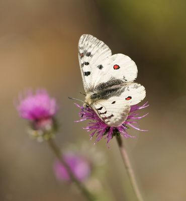 Kleine Apollovlinder / Small Apollo