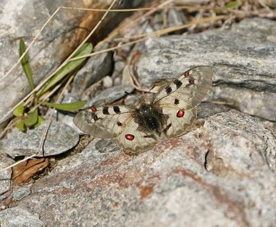 Kleine Apollovlinder / Small Apollo