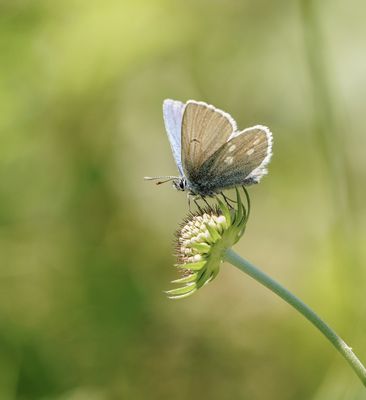 Alpenblauwtje / Alpine Argus