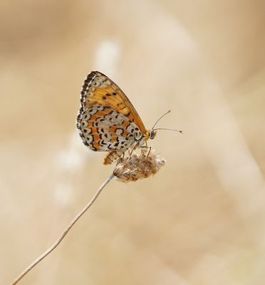 Toortsparelmoervlinder / Lesser Spotted Fritillary