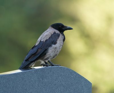 Bonte Kraai / Hooded Crow