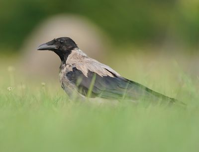 Bonte Kraai / Hooded Crow