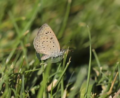 Ametihstblauwtje / African Grass Blue