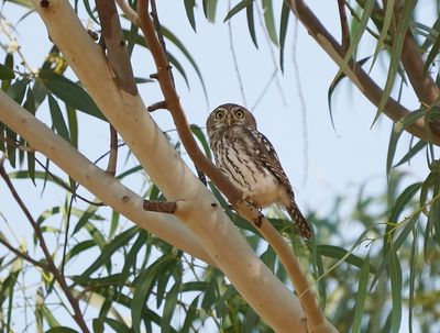 Geparelde Dwerguil / Pearl-spotted Owlet