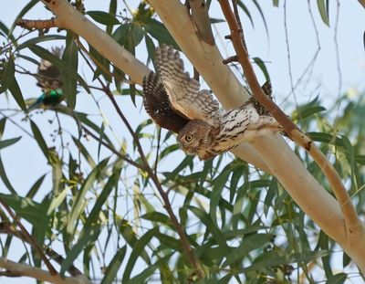 Geparelde Dwerguil / Pearl-spotted Owlet