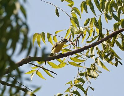 Geelvoorhoofdketellapper / Yellow-fronted Tinkerbird