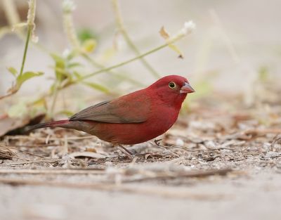 Vuurvink / Red-billed Firefinch