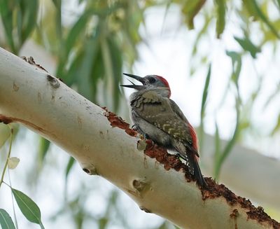 Grijsgroene Specht / Grey Woodpecker