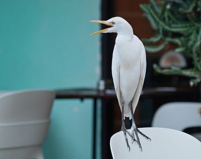 Koereiger / Cattle Egret