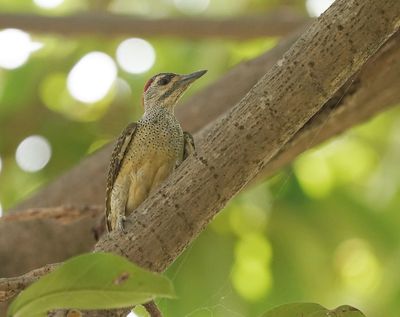 Stippelspecht / Fine-spotted Woodpecker