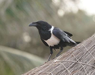Schildraaf / Pied Crow
