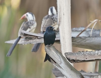 Treurdrongo / Fork-tailed Drongo