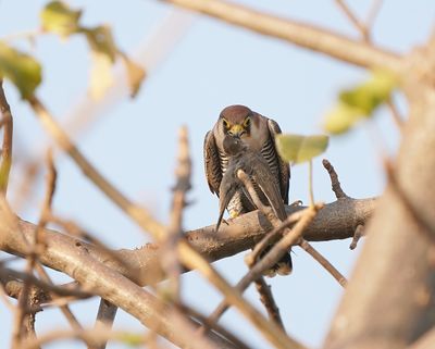 Roodkopsmelleken / Red-necked Falcon