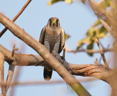Roodkopsmelleken / Red-necked Falcon