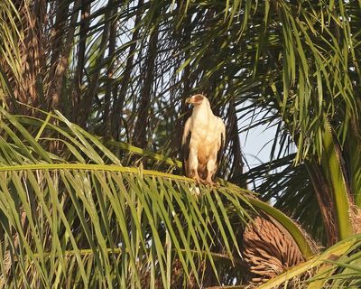 Palmgier / Palm-nut Vulture