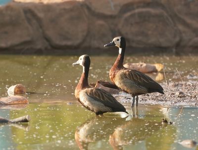 Witwangfluiteend / White-faced Whistling Duck