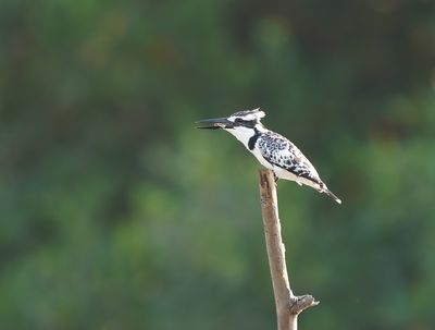 Bonte IJsvogel / Pied Kingfisher
