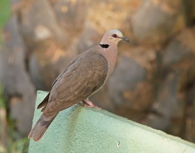 Roodoogtortel / Red-eyed Dove