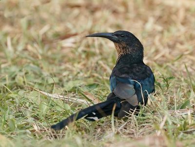 Groene Kakelaar / Green Wood-hoopoe