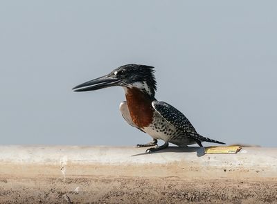 Afrikaanse Reuzenijsvogel / Giant Kingfisher