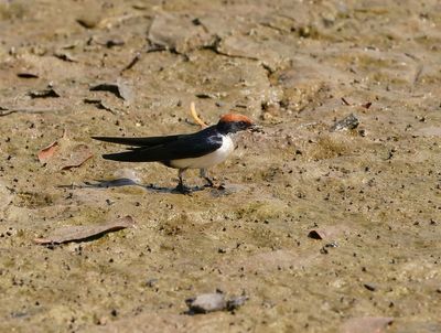 Roodkruinzwaluw / Wire-tailed Swallow