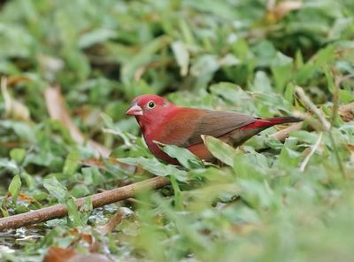 Vuurvink / Red-billed Firefinch