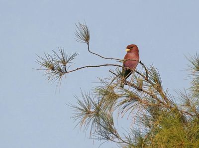 Breedbekscharrelaar / Broad-billed Roller