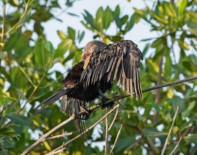 Afrikaanse Dwergaalscholver / Long-tailed Cormorant