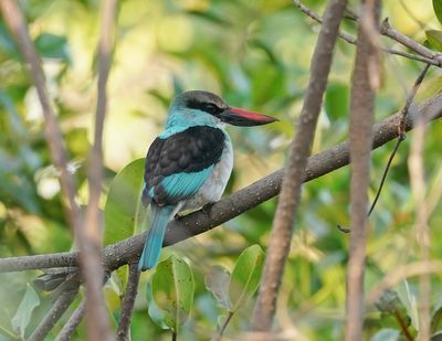 Teugelijsvogel / Blue-breasted Kingfisher