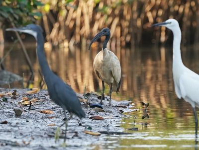 Heilige Ibis / African Sacred Ibis