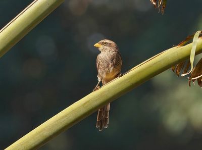 Geelsnavelklauwier / Yellow-billed Shrike