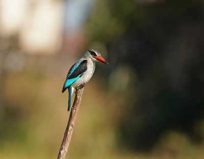 Senegal IJsvogel / Woodland Kingfisher