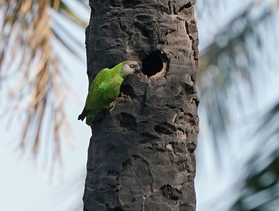 Bonte Boer, Senegalpapegaai / Senegal Parrot