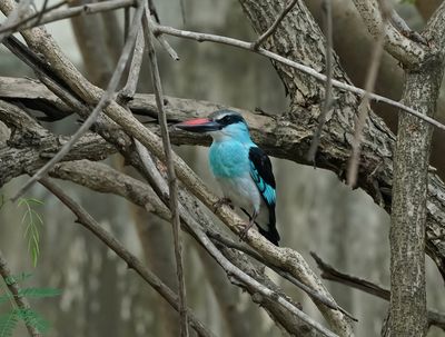 Teugelijsvogel / Blue-breasted Kingfisher