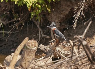 Afrikaanse Reuzenijsvogel / Giant Kingfisher
